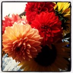 Santa Cruz dahlias