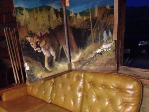 Cougar