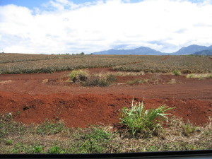 Nice place to dig an imu.