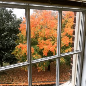 Fall colors from my office window